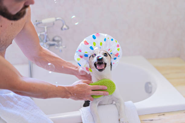 istock Funny dog with shower cap having fun with soap bubbles in bathroom with owner 1408768028