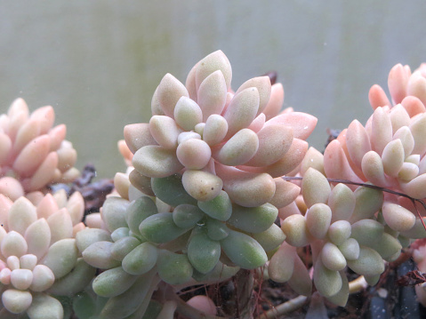 Baby succulent with fat leaves