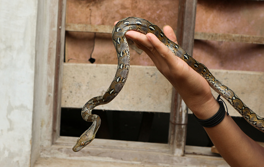 Baby python crawling on hand