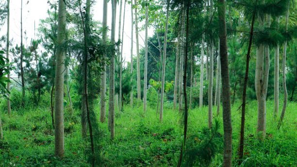 istock A row of tall trees in a forested area 1408770213