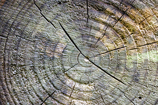 Close up of cut wood log with rings