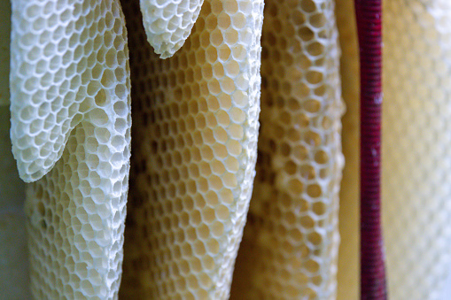 Close-up of honeycomb with fresh liquid honey. Honeycombs from a beehive. Honey nectar in honeycombs