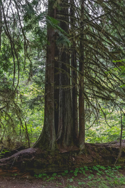 istock Beautiful Old Growth Forest of Washingtons Olympic Peninsula 1408774538