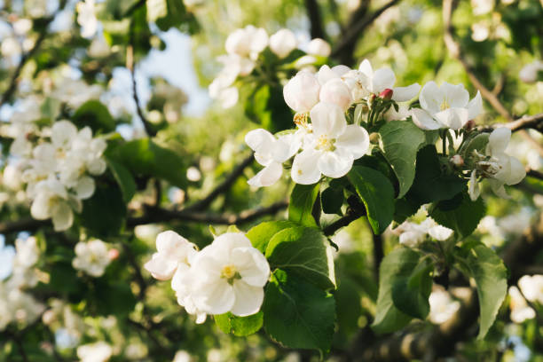 istock Branches of the apple tree are blooming 1408777959