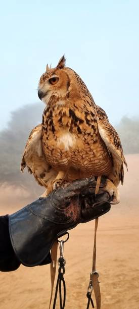 ein schönes raubtier, eine wüsten- oder pharaoneneule bereitet sich auf eine demonstrationsjagd vor. ein prächtiger sandfarbener vogel mit ausdrucksstarken gelben augen posiert auf der hand des jägers. - sand dune stock-fotos und bilder