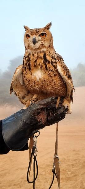 ein schönes raubtier, eine wüsten- oder pharaoneneule bereitet sich auf eine demonstrationsjagd vor. ein prächtiger sandfarbener vogel mit ausdrucksstarken gelben augen posiert auf der hand des jägers. - sand dune stock-fotos und bilder