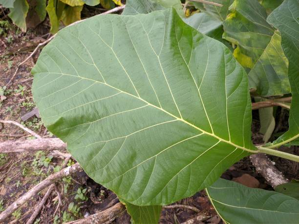 istock Jati leaves (Tectona grandis) are still young 1408784383
