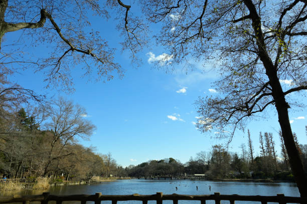 istock Winter, Inokashira, Tokyo, Japan (Jan-Mar-2022) 1408785946