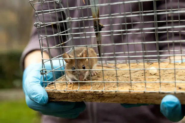 Mouse Caught in a Mousetrap hold by Pest Hunter Close Up