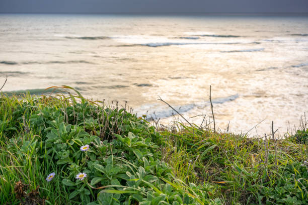 istock Davenport beach in California 1408791794