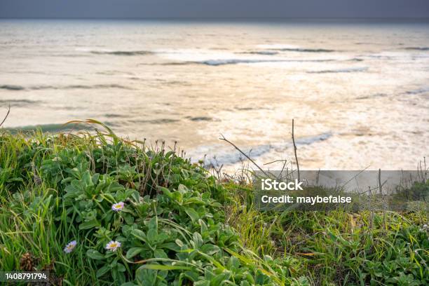 Davenport Beach In California Stock Photo - Download Image Now - Bay of Water, Beach, Beauty
