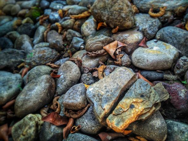 Rocks background with dry leaves