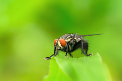 Blowflies, carrion flies, bluebottles, greenbottles, or cluster flies perched on leaves