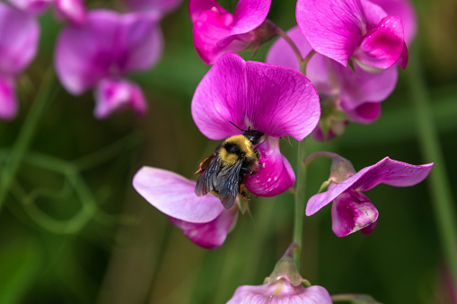 Bee on a pink Sweetpea blossom.