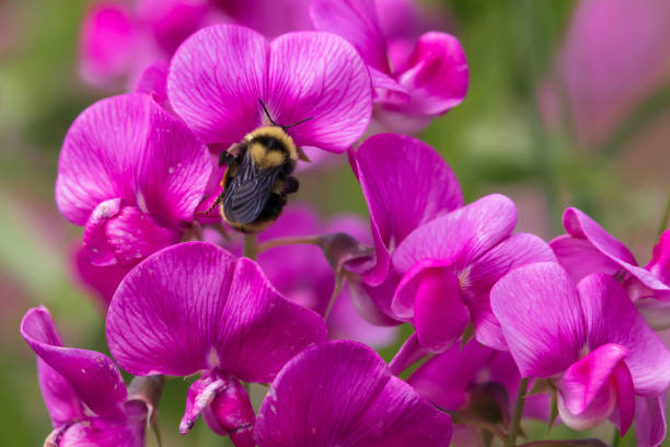 Bee on a pink Sweetpea blossom.