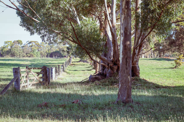 istock rural landscape with trees and field 1408799619