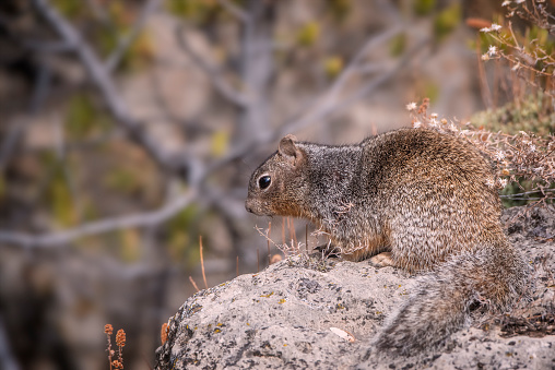 Cute little squirrel on the rim of the Grand Canyon National Park