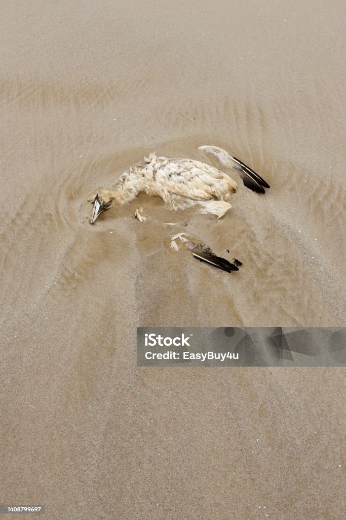 Dead northern gannet on the beach Outbreak of bird flu affecting northern gannet, leaving dead birds on the beach (Magdalen Islands, Quebec) Avian Flu Virus Stock Photo