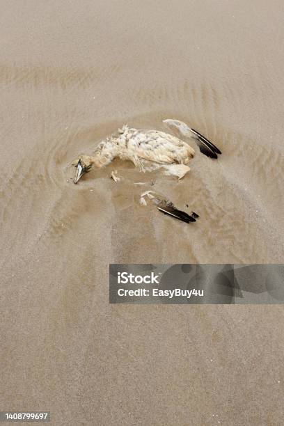 Dead Northern Gannet On The Beach Stock Photo - Download Image Now - Avian Flu Virus, Sea, Animal
