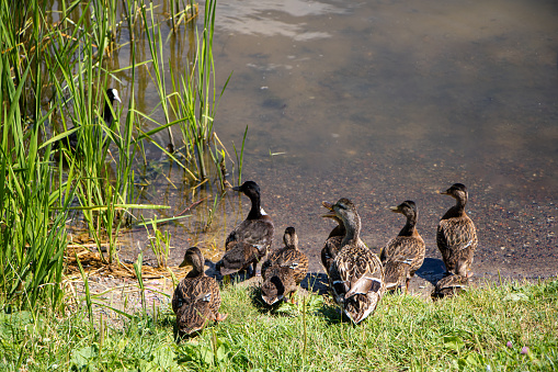 Duck and ducklings go into the water of the river.