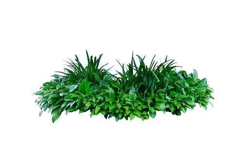 leaf plant isolated include clipping path on white backgroundlea