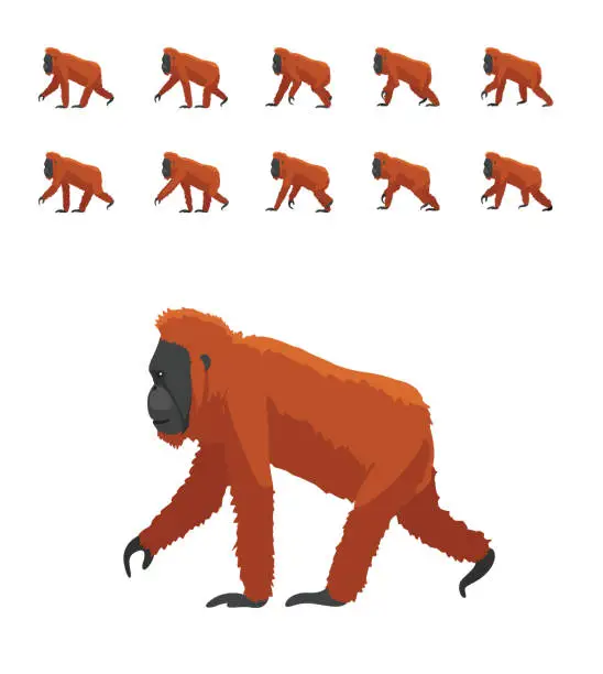 Vector illustration of Animal Animation Primate Ape Orangutan Walking Frame Sequence Cute Cartoon Vector Illustration