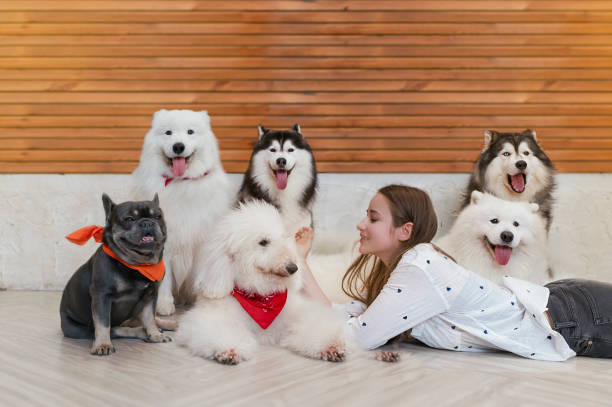 A cheerful young woman is lying on the floor with six dogs. stock photo