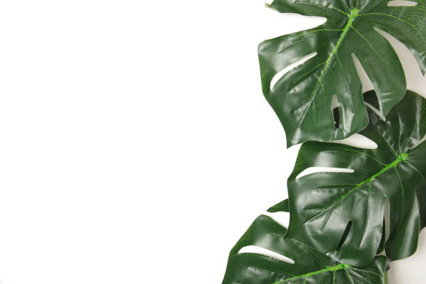 istock Leaf on white background, Flat lay of green leaf with white background. 1408805995