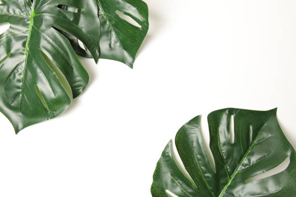 istock Leaf on white background, Flat lay of green leaf with white background. 1408806002