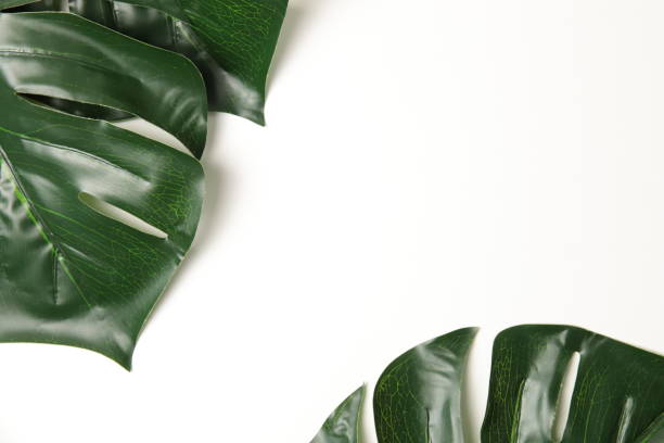 istock Leaf on white background, Flat lay of green leaf with white background. 1408806004