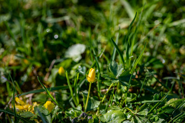 flowers captured in Bohinj valley Slovenia