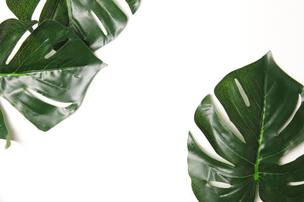 istock Leaf on white background, Flat lay of green leaf with white background. 1408806034