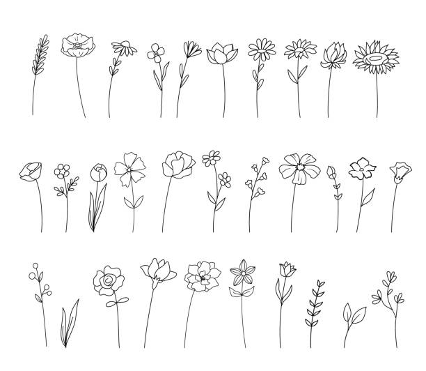 kolekcja cienkich kresek kwiatów i kwiatów, rysunek ręczny. zestaw izolowanych kwiatów i roślin w stylu konturu. zbiór ilustracji wektorowych. - wildflower set poppy daisy stock illustrations