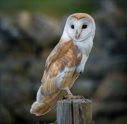 Portrait of a barn owl in a hole of the old barn. The typical white heart shaped face is clearly visible. For this kind of owls is common to living near humans.