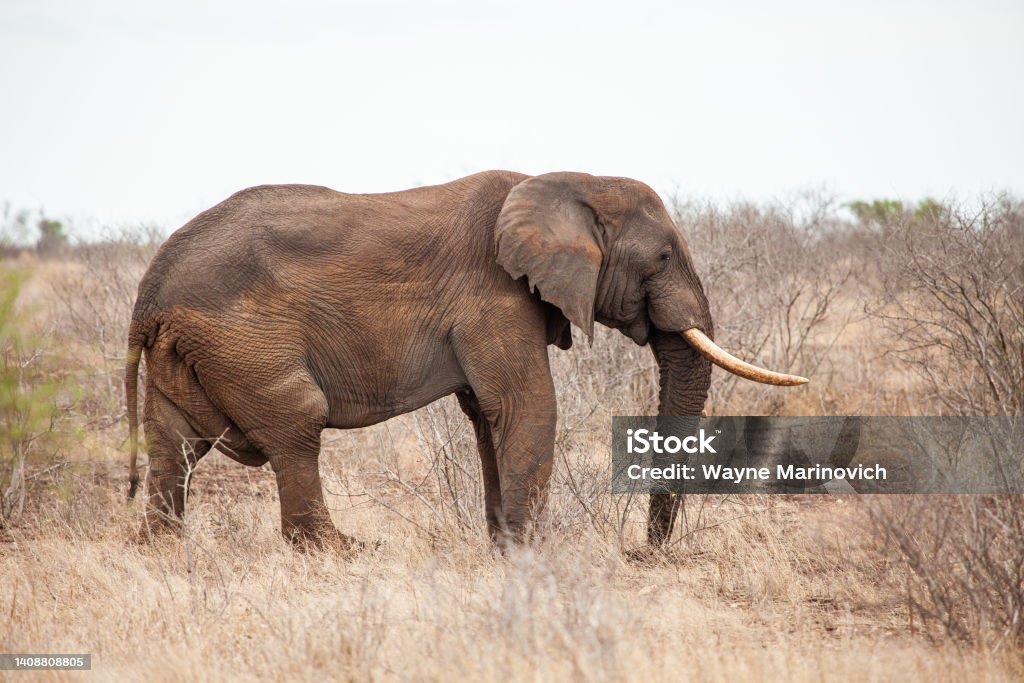 African elephant bull with big tusks eating alongside the road in the Kruger Park, South Africa Africa Stock Photo