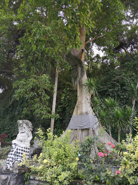albero sacro al tempio pura goa lawah, bali, indonesia - pura goa lawah foto e immagini stock