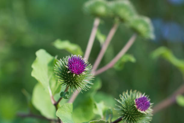 istock Arctium minus, lesser burdock flowers closeup selective focus 1408809539