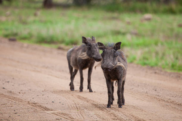 istock Warthogs walking through the long grass in the Kruger National, South Africa 1408809567