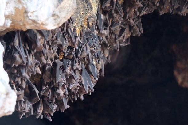 cueva de murciélagos en el templo pura goa lawah, bali, indonesia - pura goa lawah fotografías e imágenes de stock