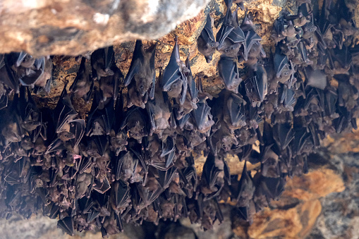 Bats hanging in the cave at Pura Goa Lawah, a Hindu temple in Klungkung, Bali, Indonesia. Pura Goa Lawah is noted for built around a cave opening which is inhabited by bats, hence its name, the Goa Lawah or \