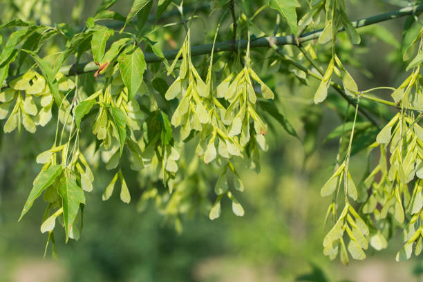istock Acer negundo, box elder fruit on branch closeup selective focus 1408809614
