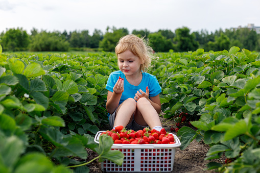 Child sitting in the field with strawberries in basket. Girl picking and eating strawberry at farm in summer season.