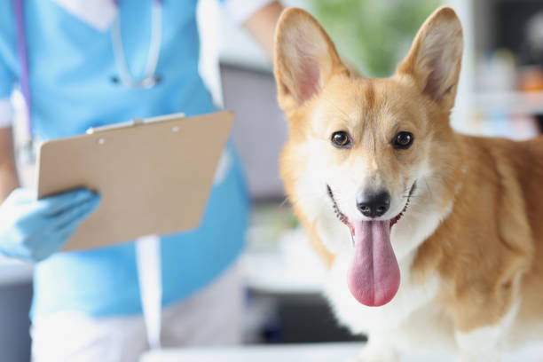 veterinario realiza examen médico de perro en clínica veterinaria - dog pets advice women fotografías e imágenes de stock