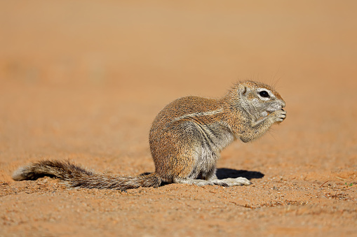 Feeding ground squirrel (Xerus inaurus), Kalahari desert, South Africa