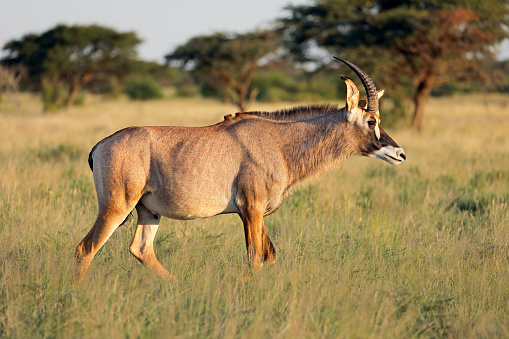 A rare roan antelope (Hippotragus equinus) in natural habitat, Mokala National Park, South Africa