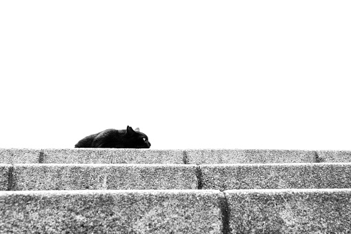 Image of a black cat lying on the stairs ,Monochrome