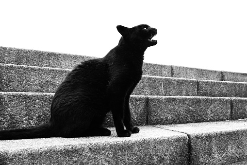 Image of a black cat crying 