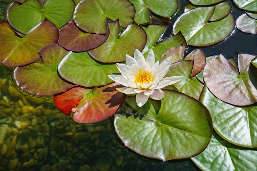 Closeup of Large Lily Pads on a Dark Background