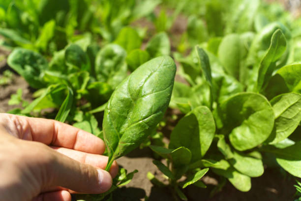 istock Rows of green spinach on a field. Young leaves leaf leaf green in rows, agriculture. Selective focus 1408819552