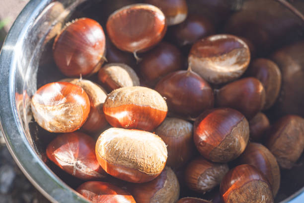 istock Picking up chestnuts Taste of autumn 1408820108